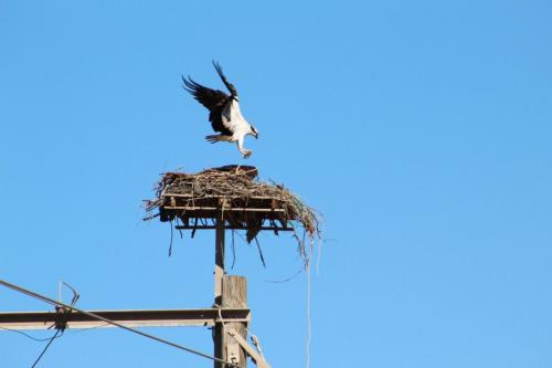 Trabajan Cedes y CFE para salvaguardar al águila pescadora en la costa de Hermosillo