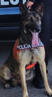 Binomios caninos participan en la detención de una persona por posesión de narcótico