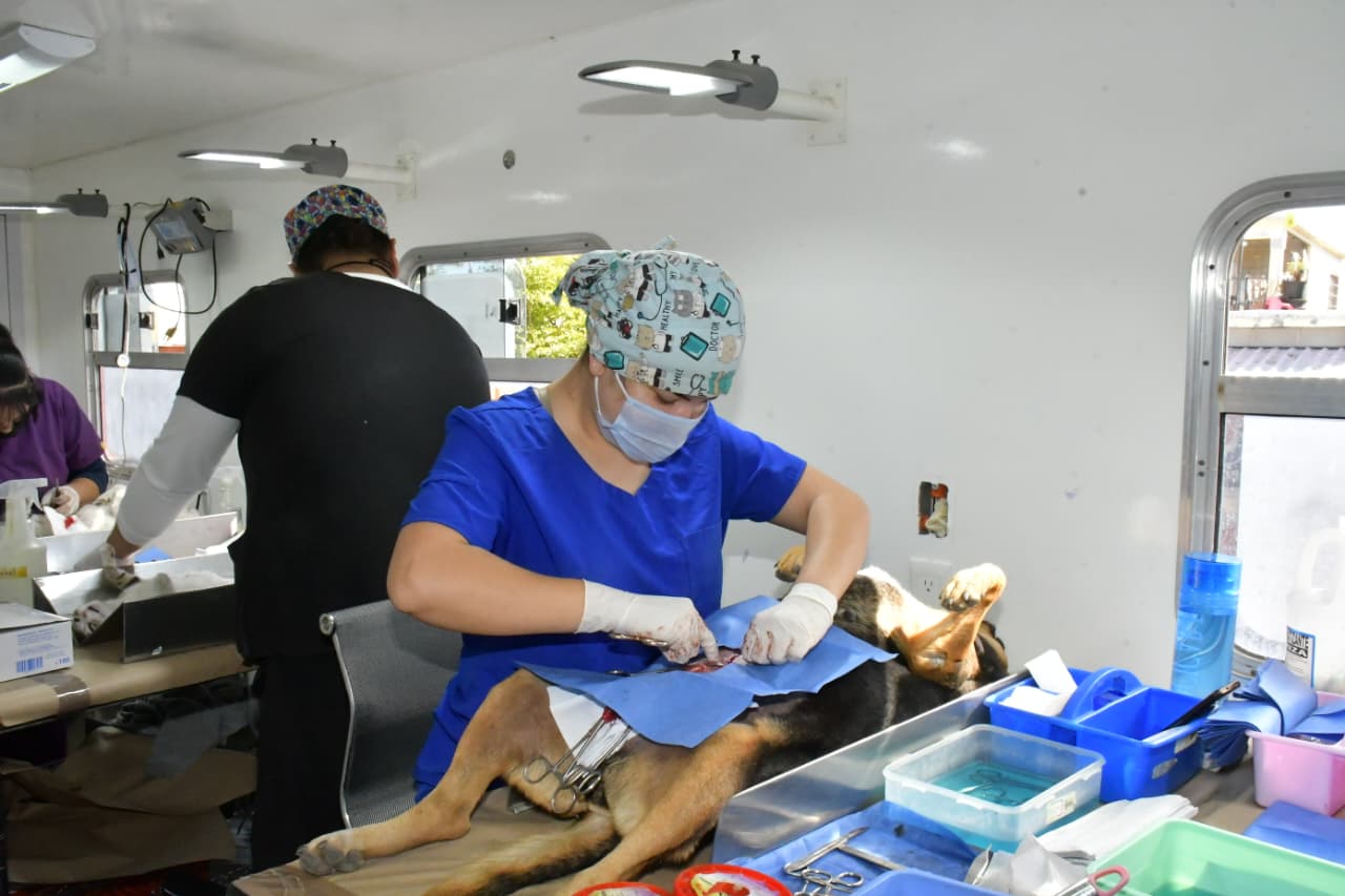 Continúa Gobierno de Hermosillo ofreciendo esterilizaciones gratuitas a caninos y felinos del 24 al 27 de septiembre