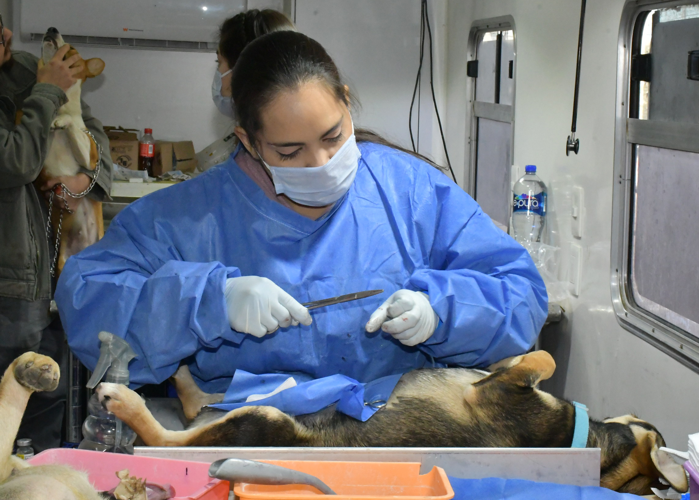 Hermosillo está a punto de romper récord histórico de castraciones de perros y gatos