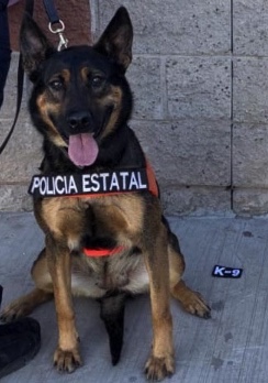 Binomios K-9 de la Policía Estatal localizan sustancia prohibida en paquetería