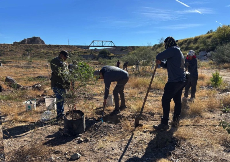 Bosque Urbano La Sauceda concluye la reforestación en el Polígono Sureste “La Oreja”